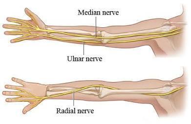 Anatomical illustration of the median, ulnar and radial nerves in the arm.
